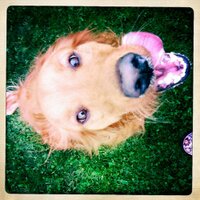 Cascade Pet Camp (@cascadepetcamp) 's Twitter Profile