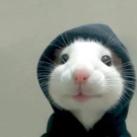 Steve (@shit_haus_mouse) 's Twitter Profile Photo