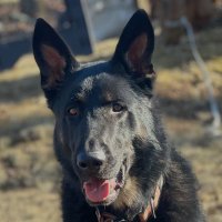 MountGinkgo (@mountginkgo) 's Twitter Profile