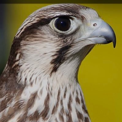 Jasem0999's profile picture. من قال سبحان الله وبحمده باليوم 100 مرة غفرت له ذنوبه وان كانت مثل زبد البحر.