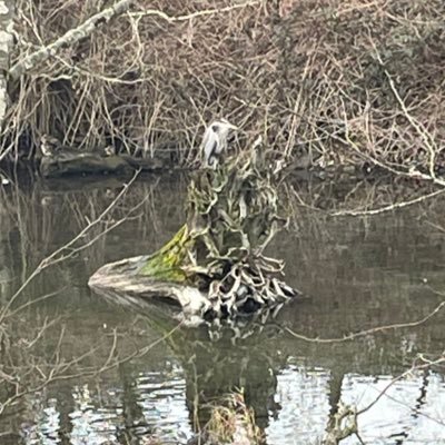 laxski69's profile picture. DIY’er. Up for a good adventure. Go underdogs!