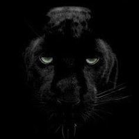 NATURE IS BRUTAL (@thebrutalnature) 's Twitter Profile