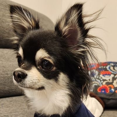 snufkin0924's profile picture. 40代サラリーマンが少ないお小遣いの中で株式投資💹積立NISA少々…残りで高配当株をチョロチョロっと🙈投資家で浪費家🙅INFJ🪄
元々は30万でデイトレを始めましたが、センスが有ったのか運が良かったのか50連勝してしまい、このままでは調子に乗っていつかえらい目に遭うと思い、得た利益で高配当株運用にシフト💹