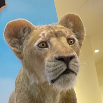 koumesan1015's profile picture. #高校野球 #サンガ、#バファローズ、#サッカー、#格闘技、#競馬色々と呟きます。