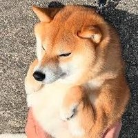無限柴犬 (@infinite_shiba) 's Twitter Profile