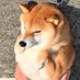 無限柴犬 (@infinite_shiba) Twitter profile photo 無限柴犬 (@infinite_shiba) Twitter profile photo