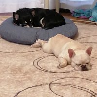 きゅーさん (@enxy_l0q) 's Twitter Profile Photo