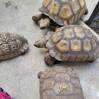 UKimzuor's profile picture. I love animals