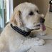 Andy Dinh (@xuxu_da_dog) Twitter profile photo Andy Dinh (@xuxu_da_dog) Twitter profile photo