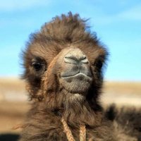 Ботго🐫 (@onlyinmongolia1) 's Twitter Profile Photo Ботго🐫 (@onlyinmongolia1) 's Twitter Profile Photo