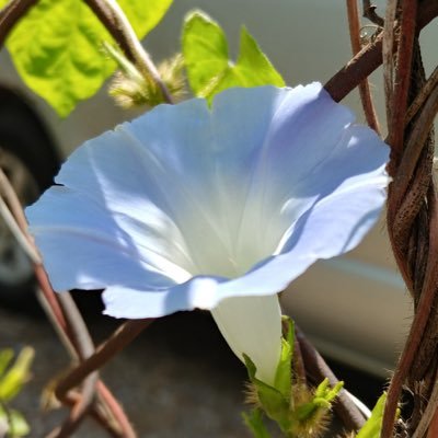 CY721831's profile picture. 