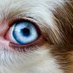 Barking_Digits (@barking_digits) Twitter profile photo Barking_Digits (@barking_digits) Twitter profile photo