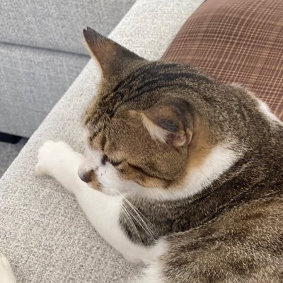dindawardhanie's profile picture. 