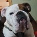 Paul Wall the Bear (@chuck_owens78) Twitter profile photo Paul Wall the Bear (@chuck_owens78) Twitter profile photo