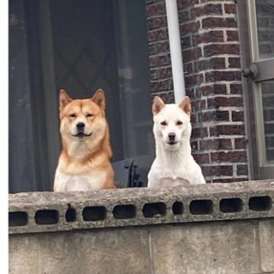 JEONGHA84645403's profile picture. King_Sparrow