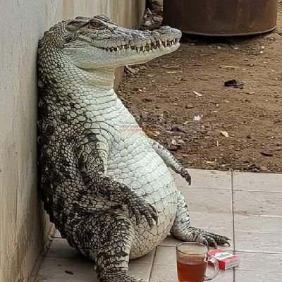 jiayao20500867's profile picture. 