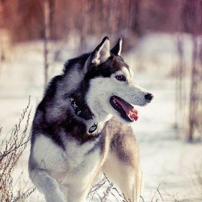 DesislavaI57438's profile picture. 