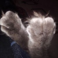 Abe'sCat🇺🇸🇺🇦🐾🌈⚾📚 (@cindi1218) 's Twitter Profile