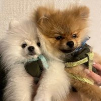 ポメラニアンの半蔵と小太郎 (@hanzokotaro_pom) 's Twitter Profile Photo ポメラニアンの半蔵と小太郎 (@hanzokotaro_pom) 's Twitter Profile Photo