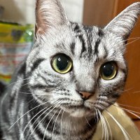 猫杉 (@totemonecosuki) Twitter profile photo