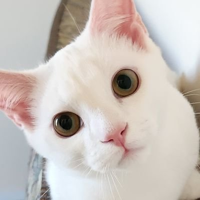 「AI時代の事業人材の育成」と「事業支援」をやってます。(株)グロースドライバー代表取締役|一橋大学法学部|ラクロス|サイバーエージェント|リヴァンプ|スパイダープラス(東グ:4192)|事業人材の育成と伴走支援|Fractional CXO|事業人材コミュニティ運営|相談はお気軽にDM