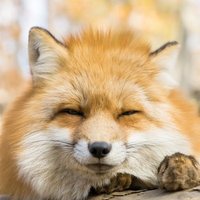 天弧空幻🍙🌽 (@tenko_kuugen123) 's Twitter Profile Photo 天弧空幻🍙🌽 (@tenko_kuugen123) 's Twitter Profile Photo