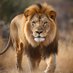 sher🙀 (@kattar_123) Twitter profile photo