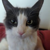 Amanda (@pandathump) 's Twitter Profile
