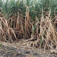 เจอกันนครสวรรค์_ชัยนาท (@f4f4f4f) 's Twitter Profile