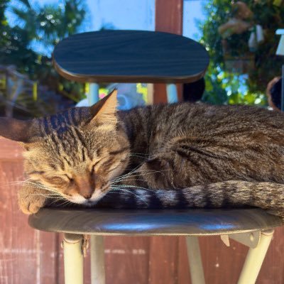 dokanbagon's profile picture. YNCT(D科)卒/Roots(@roots_ssl)所属(2022.8～)