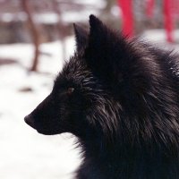 黒狐堂 (@ukabor) 's Twitter Profile Photo