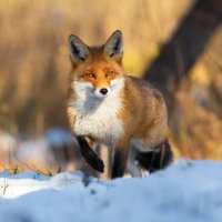 thanhluong🦊💤 | 𝔽rAI π² (@luong_airdrop) 's Twitter Profile