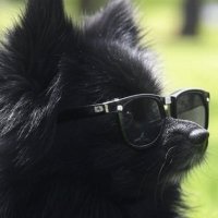 SBC (@bad_sbc) 's Twitter Profile