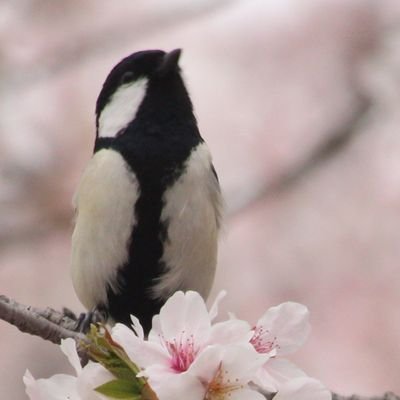 ngbbbbbbbb14353's profile picture. tuat L科1年/民俗舞踊部（フォークダンス部）: @Moses_folk 、バイオ研、クロロパルス、航空研、写真部、文芸部　無言フォロー失礼します
縮小:@ngcccccccc1111
マシュマロ:https://t.co/8EspIDJkD6