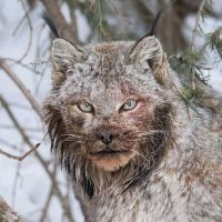 Krystal Zentner (@krystalzentner) 's Twitter Profile