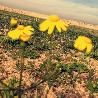 nasser198101's profile picture. 