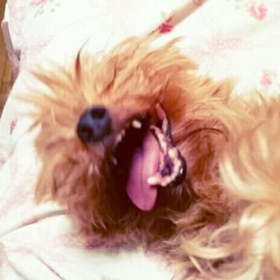 パッチさんのプロフィール画像