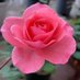💐🌹🌈 𝓝𝓪𝓽𝓽𝓪𝓬𝓱𝓪 🌈🌹💐 (@cohintha) Twitter profile photo 💐🌹🌈 𝓝𝓪𝓽𝓽𝓪𝓬𝓱𝓪 🌈🌹💐 (@cohintha) Twitter profile photo
