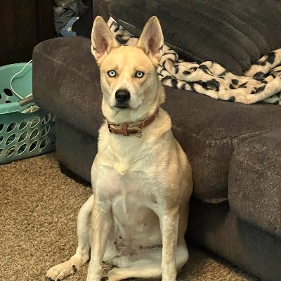 ScriptCoderc4n's profile picture. I never said I was good at anything.