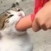🥵Weird Cat person (@tastymuffinhh) Twitter profile photo 🥵Weird Cat person (@tastymuffinhh) Twitter profile photo