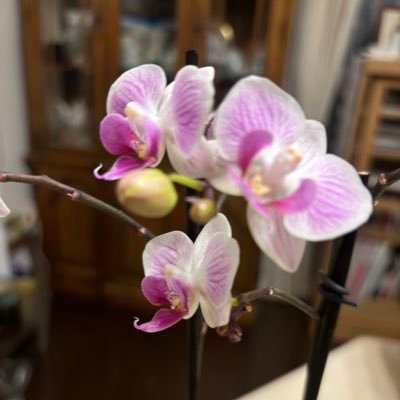30年滞在したロスから帰国して、はや、10年。 優しい皆様とのご縁に感謝😊💕 大昔のミス・フェアレディ🙋♀️ 教員免許👩🏫華道免許🌺 ❤純烈、和のお稽古、旅行✈️読書など。どうぞ宜しくお願い致します🙇♀️
