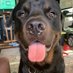 One Dog Pete🐈⬛🐅🐀🐁 (@dogs_pete) Twitter profile photo One Dog Pete🐈⬛🐅🐀🐁 (@dogs_pete) Twitter profile photo
