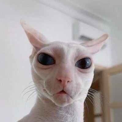 TheArcFlash's profile picture. dont speak to the oranges