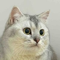 Daily Cats Share (@dailycatsshare) 's Twitter Profile