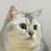 Daily Cats Share (@dailycatsshare) Twitter profile photo Daily Cats Share (@dailycatsshare) Twitter profile photo
