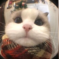 shanb (@shanb1605) 's Twitter Profile