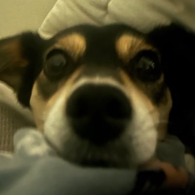 braveECO11's profile picture. 언니랑 사는 11살 아기강아지🐕 / 견생역전 강아지들🦮🐕‍🦺 / 헤더 찌미숀