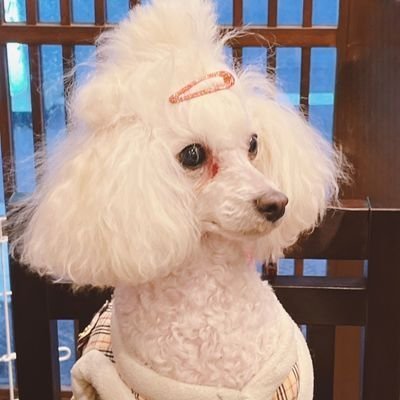夜絵⊿🌻𝔠𝔥𝔦𝔪𝔞さんのプロフィール画像