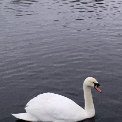 allana_sheldon's profile picture. 