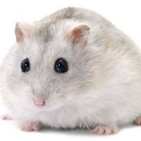 hamster account (@squeegler) 's Twitter Profile